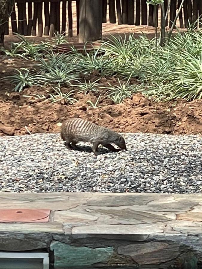 The Cheetah Rest Villa Hoedspruit Esterno foto