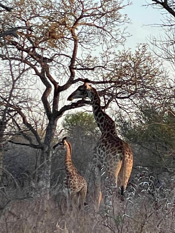 The Cheetah Rest Villa Hoedspruit Esterno foto