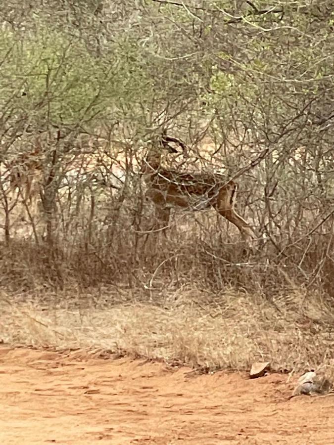 The Cheetah Rest Villa Hoedspruit Esterno foto
