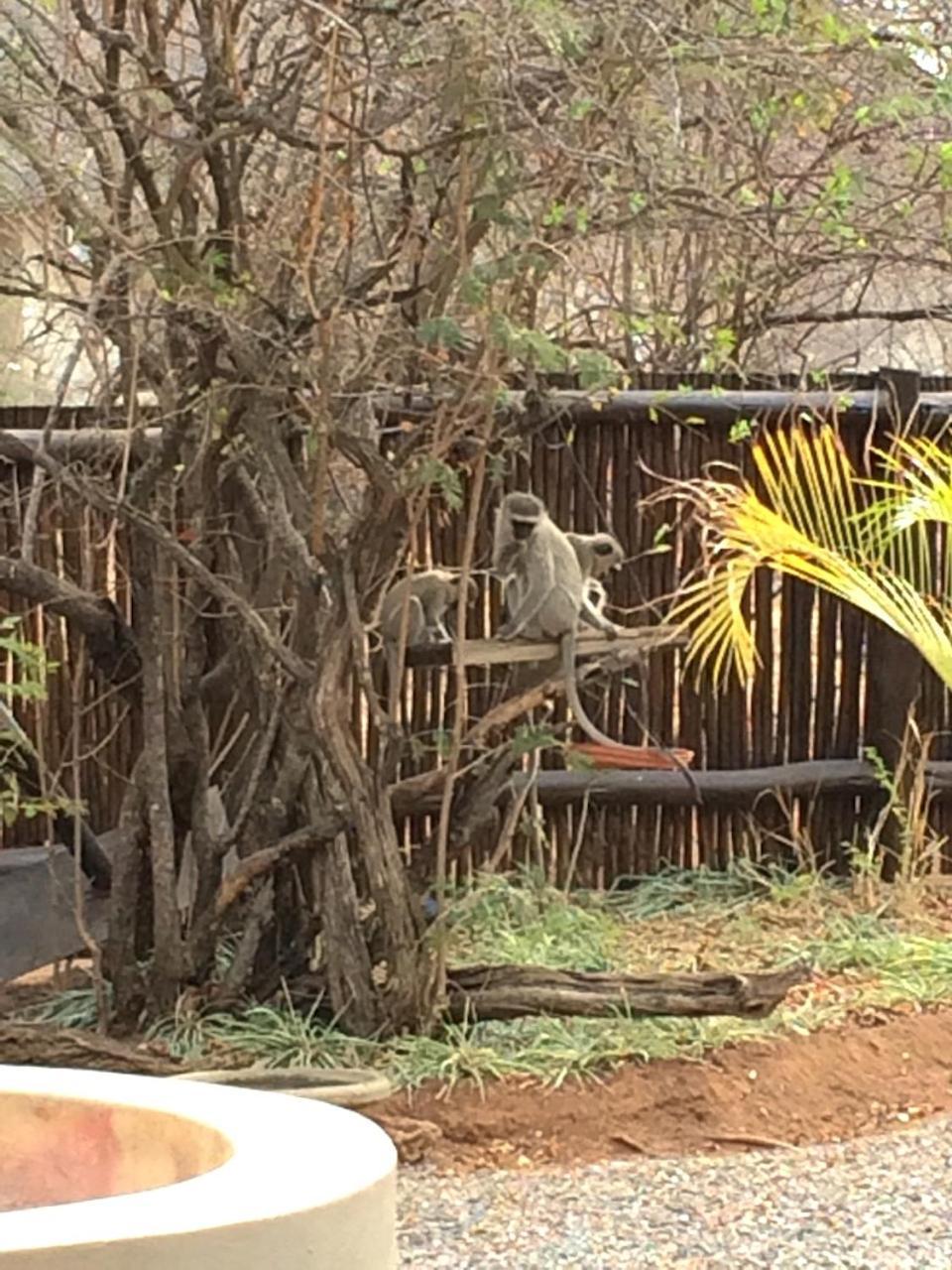 The Cheetah Rest Villa Hoedspruit Esterno foto